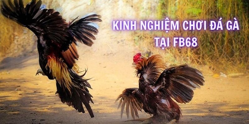 Bỏ túi những kinh nghiệm chơi đá gà bất bại từ cao thủ 